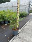 Rhus glabra 'Laciniata'
