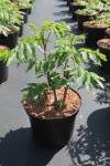 Rhus typhina