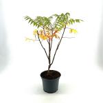 Rhus typhina