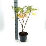 Rhus typhina