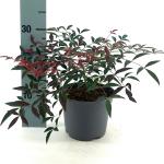 Nandina d. Flirt