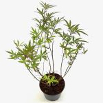 Vitex agnus-castus