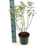 Vitex agnus-castus