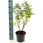 Vitex agnus-castus latifolia