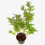 Vitex agnus-castus latifolia