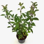 Viburnum bodn. 'Dawn'