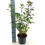 Viburnum bodn. 'Dawn'