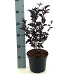Lagerstroemia i. Pure White, wit