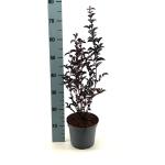 Lagerstroemia i. Crimson Red, rood