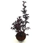 Lagerstroemia i. Crimson Red, rood