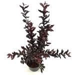 Lagerstroemia i. Mystic Magenta, paars
