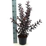 Lagerstroemia i. Mystic Magenta, paars
