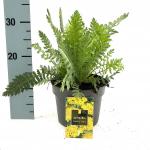 Achillea fil. 'Cloth of Gold'