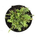 Achillea fil. 'Cloth of Gold'