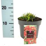 Achillea m. 'Cerise Queen'