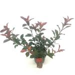 Photinia fraseri Carré Rouge