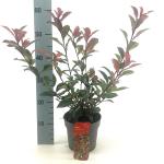 Photinia fraseri Carré Rouge