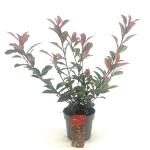 Photinia fraseri Carré Rouge