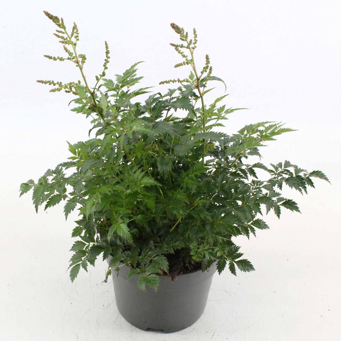 Astilbe (S) 'Hennie Graafland'