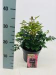 Astilbe (S) 'Hennie Graafland'