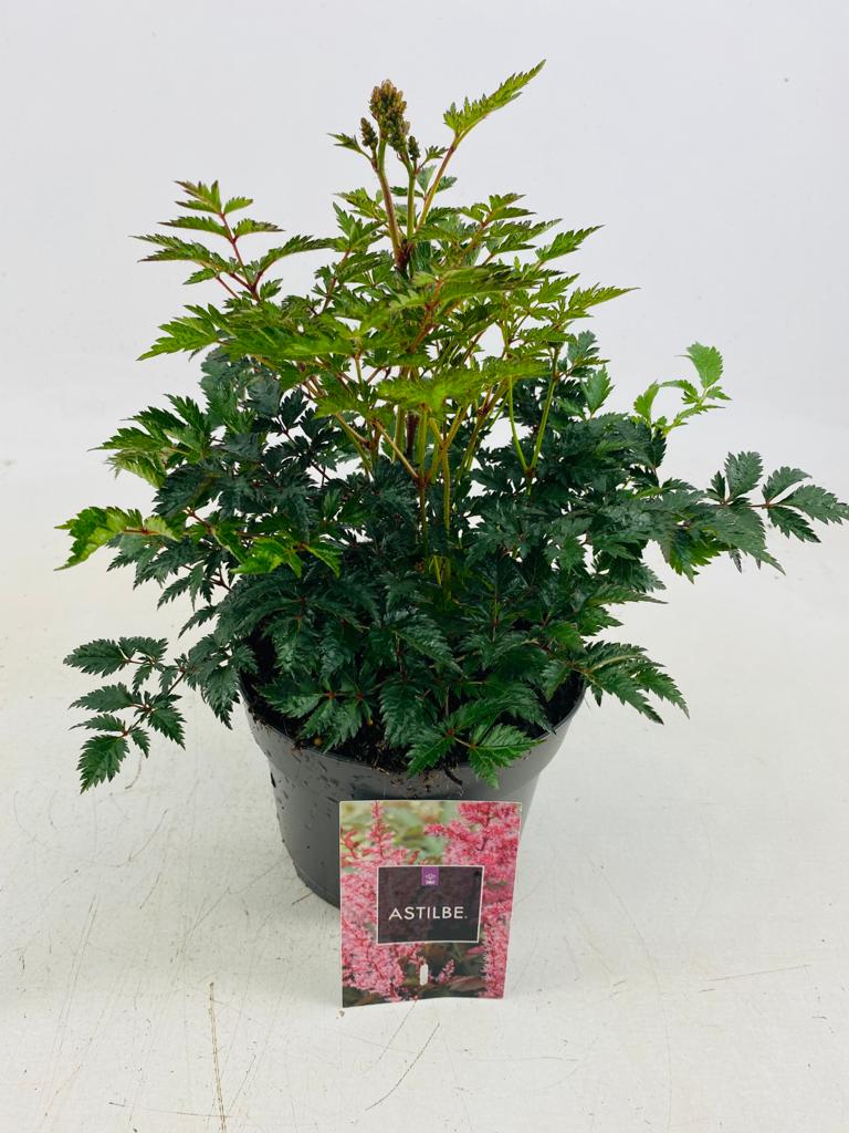 Astilbe (S) 'Hennie Graafland'