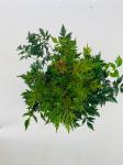 Astilbe (S) 'Hennie Graafland'