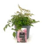 Astilbe (S) 'Hennie Graafland'