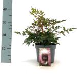 Astilbe (S) 'Hennie Graafland'