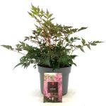 Astilbe (S) 'Hennie Graafland'