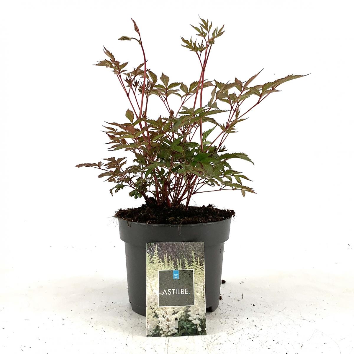 Astilbe (J) 'Washington'