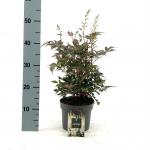 Astilbe (J) 'Washington'