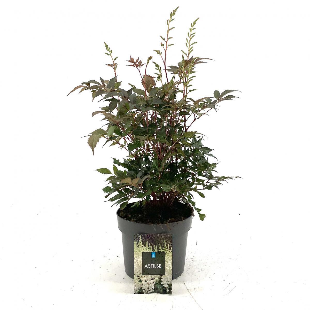 Astilbe (J) 'Washington'