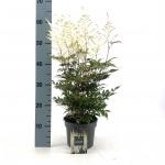 Astilbe (J) 'Washington'
