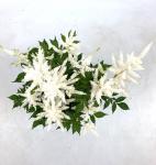 Astilbe (J) 'Washington'