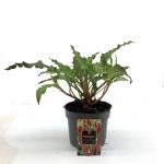 Persicaria a. 'Dark Red'
