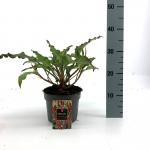 Persicaria a. 'Dark Red'