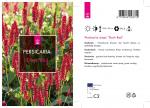Persicaria a. 'Dark Red'