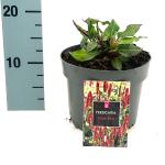 Persicaria a. 'Dark Red'
