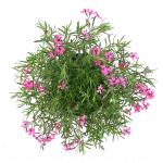 Phlox (S) 'Crimson Beauty'