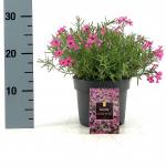 Phlox (S) 'Crimson Beauty'