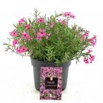 Phlox (S) 'Crimson Beauty'