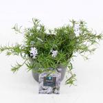Phlox (S) 'Emerald Cushion Blue'