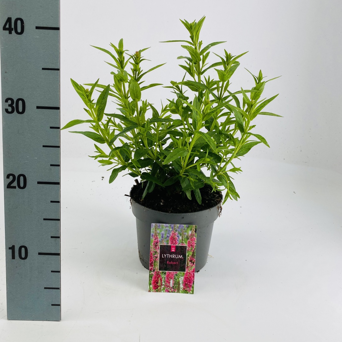 Lythrum sal. 'Robert'
