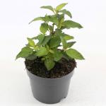 Eupatorium mac. 'Atropurpureum'