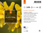 Forsythia 'Goldrausch'