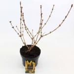 Forsythia 'Goldrausch'