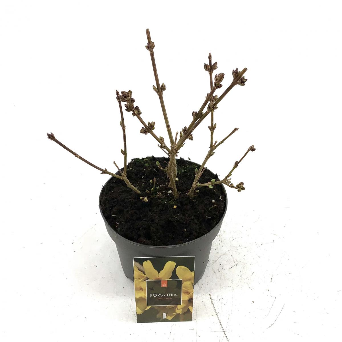 Forsythia 'Goldrausch'