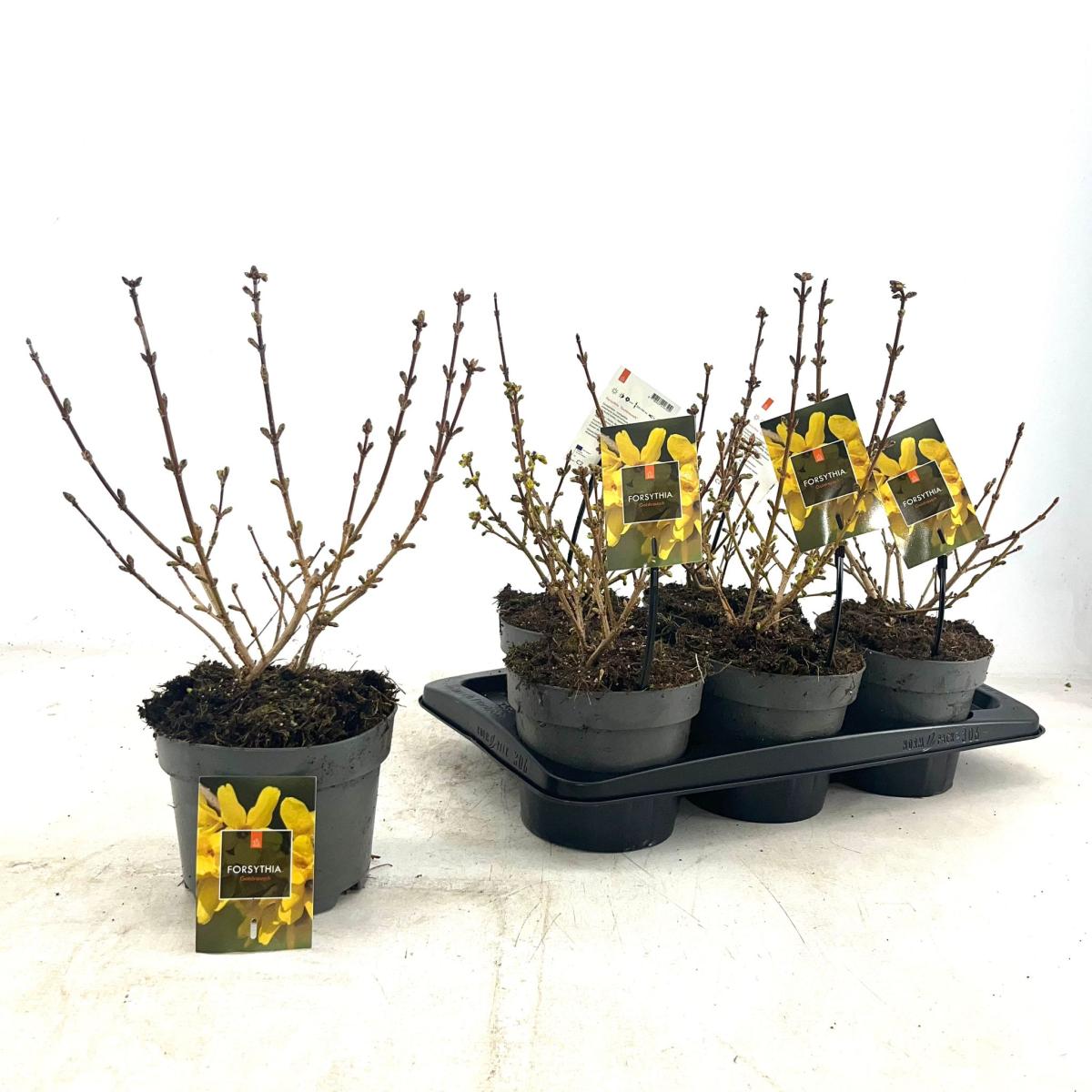 Forsythia 'Goldrausch'