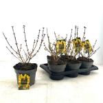 Forsythia 'Goldrausch'