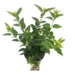 Forsythia 'Goldrausch'